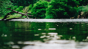 Serene River Scene with Driftwood and Green Reflections