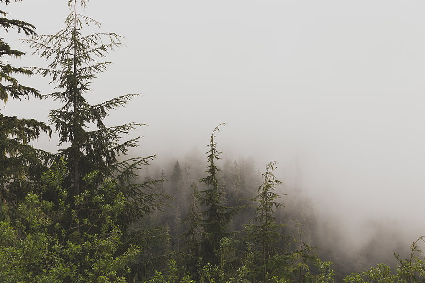Misty coniferous forest landscape with foggy trees
