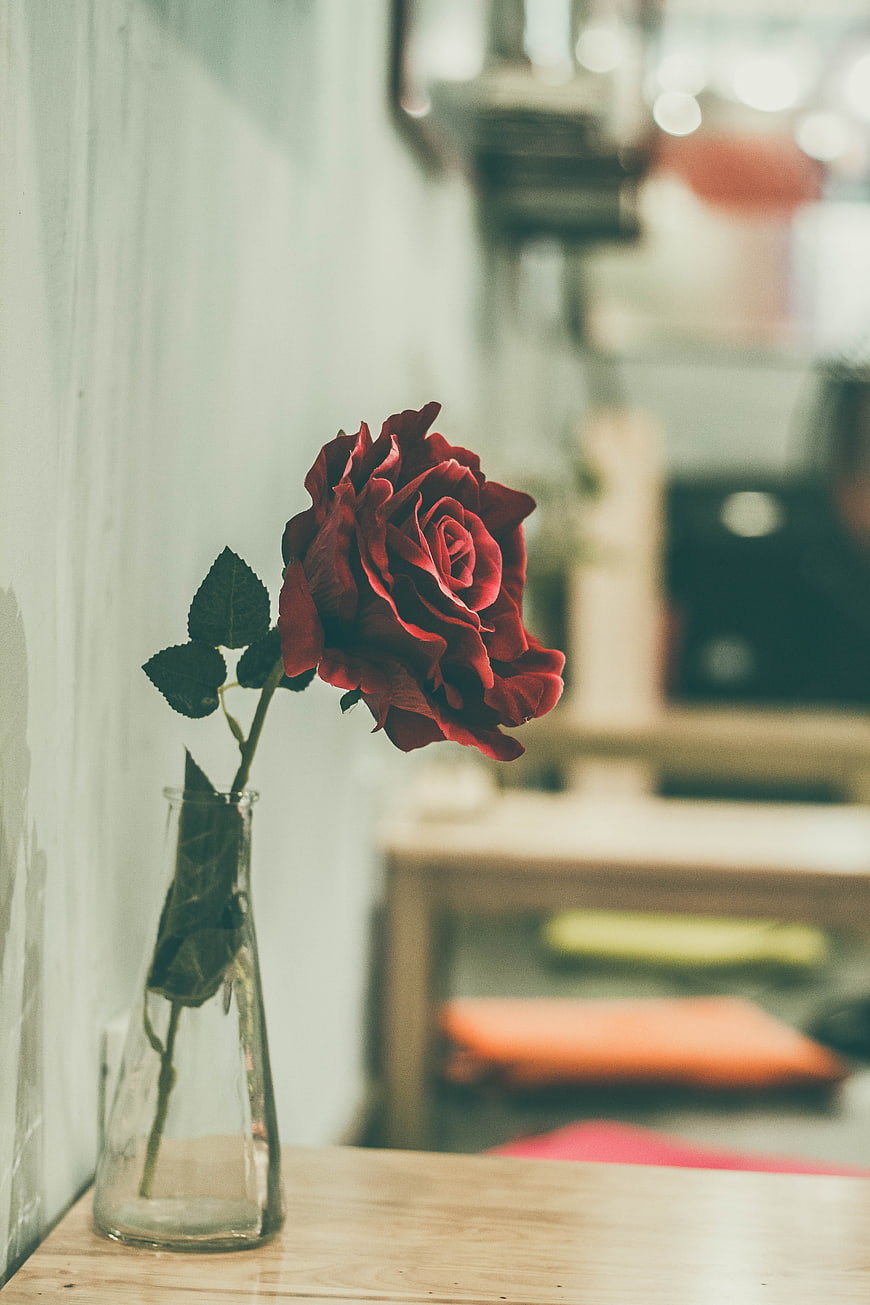 Single red rose in glass vase on wooden table