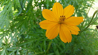 Vibrant yellow cosmos flower with water droplets on green leaves