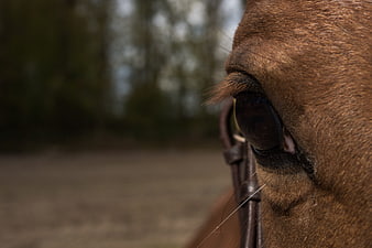 Close-up of a brown horse's eye with bridle