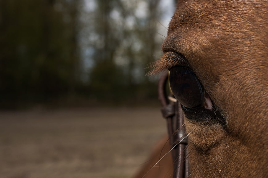 Close-up of a brown horse's eye with bridle