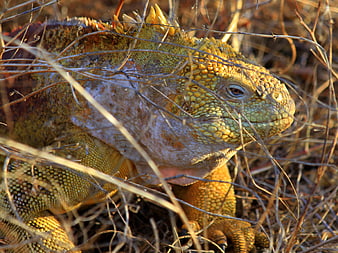 Close-up of a yellow Galapagos land iguana in dry grass