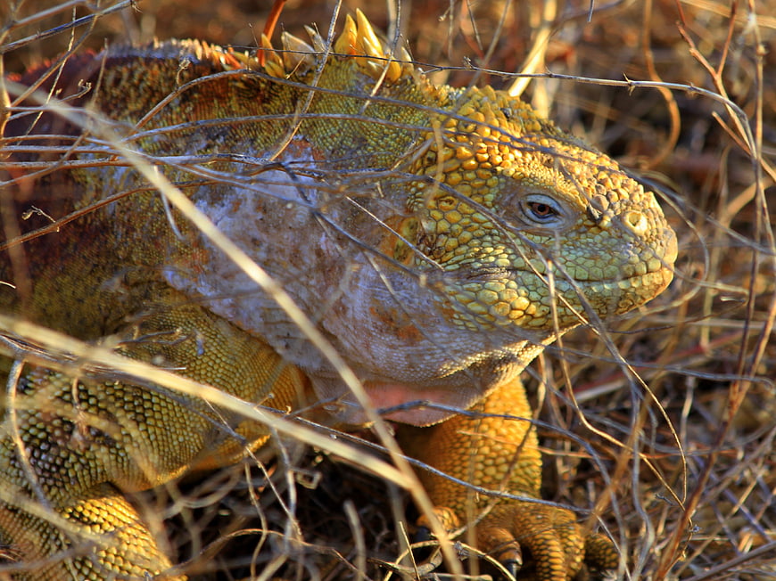 Close-up of a yellow Galapagos land iguana in dry grass