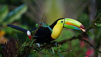 Keel-billed Toucan Perched on Mossy Branch in Rainforest