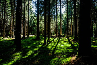 Sunlit Mossy Forest Floor with Tall Pine Trees