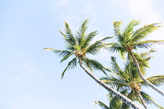 Low angle view of tall palm trees against blue sky