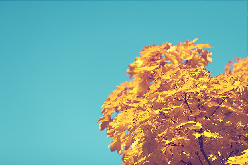 Golden autumn leaves against a bright blue sky