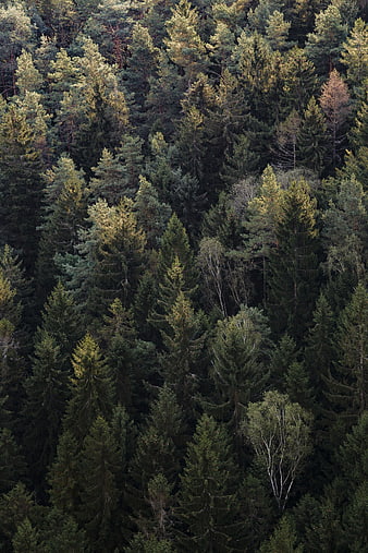 Aerial View of Dense Coniferous Forest Canopy