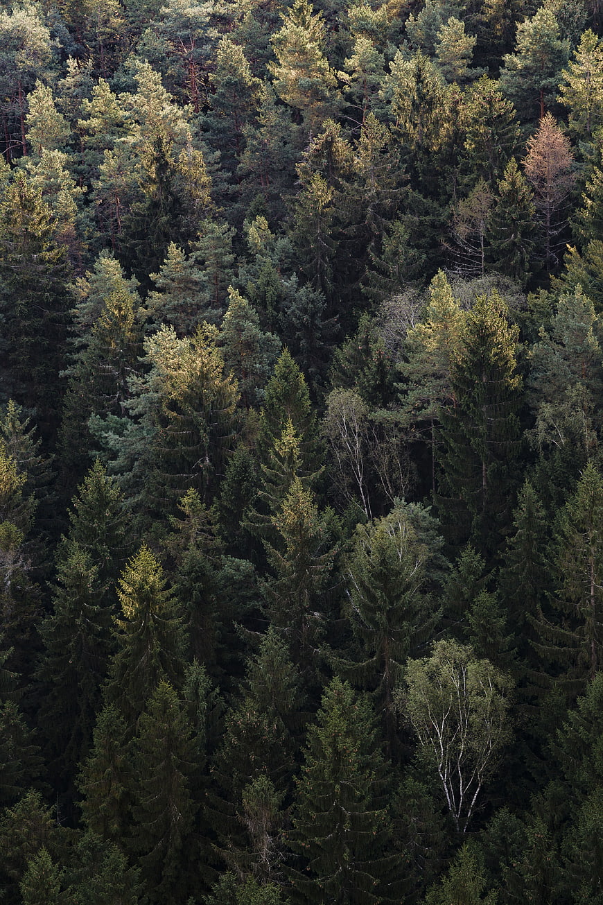 Aerial View of Dense Coniferous Forest Canopy