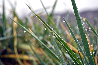 Close-up of green grass blades with water droplets