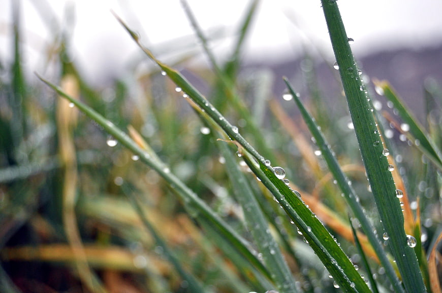 Close-up of green grass blades with water droplets
