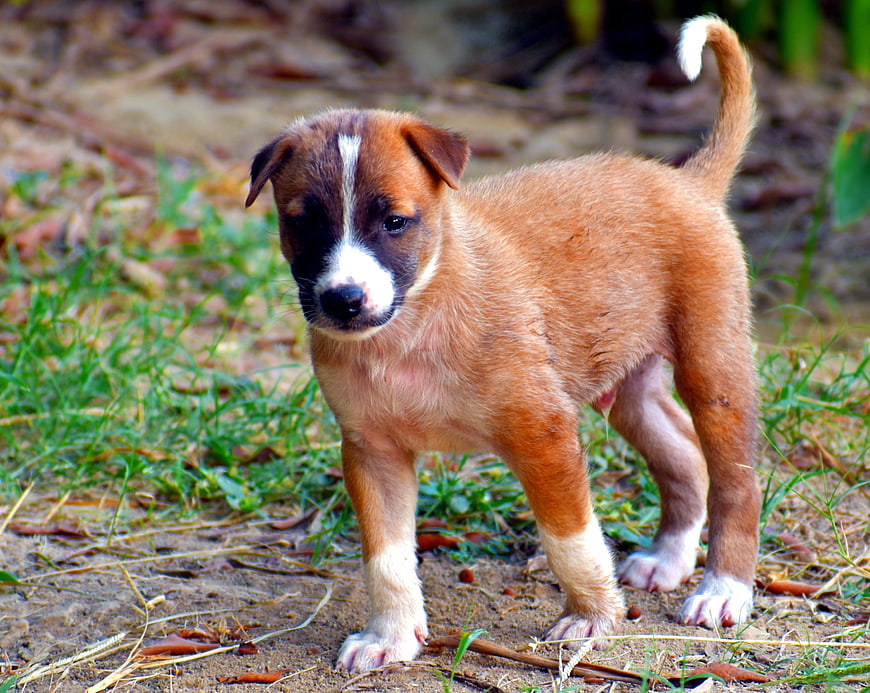 Cute brown and white puppy standing on dirt path