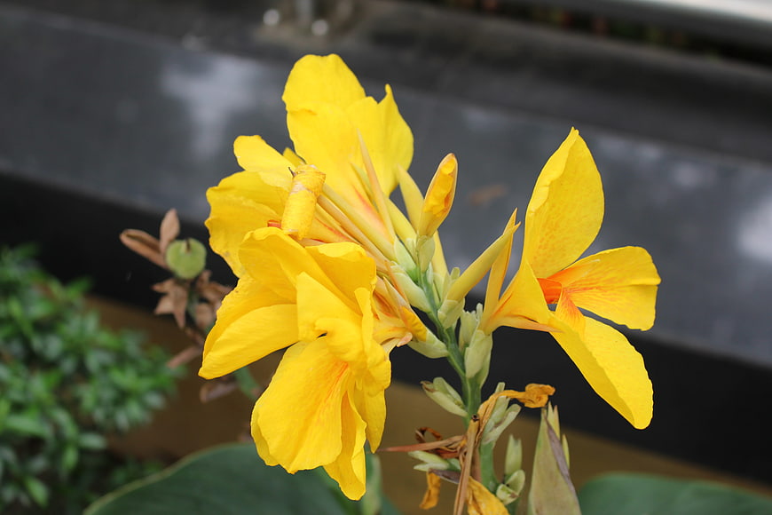 Vibrant Yellow Canna Lily Flower Close-Up