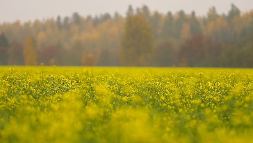 Vibrant Yellow Canola Field with Blurred Autumn Forest Background
