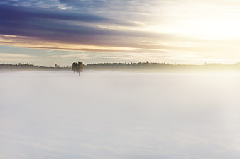 Solitary tree in foggy winter field at sunrise