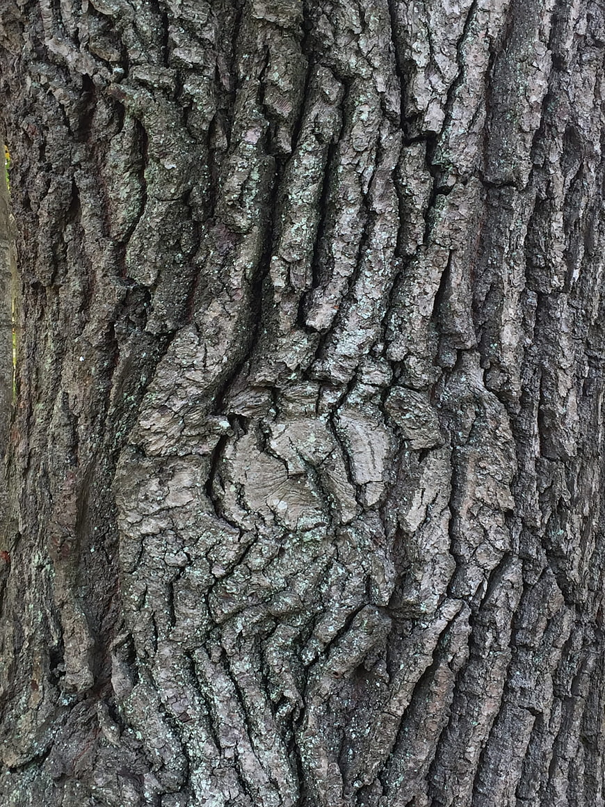 Close-up texture of rough oak tree bark with natural patterns