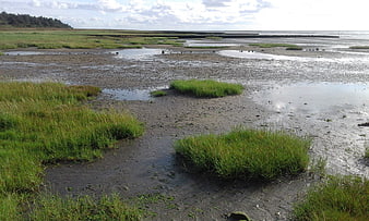 Muddy tidal flats with green grass clumps and distant sea