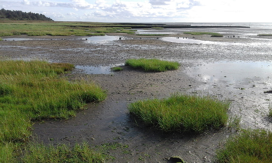 Muddy tidal flats with green grass clumps and distant sea