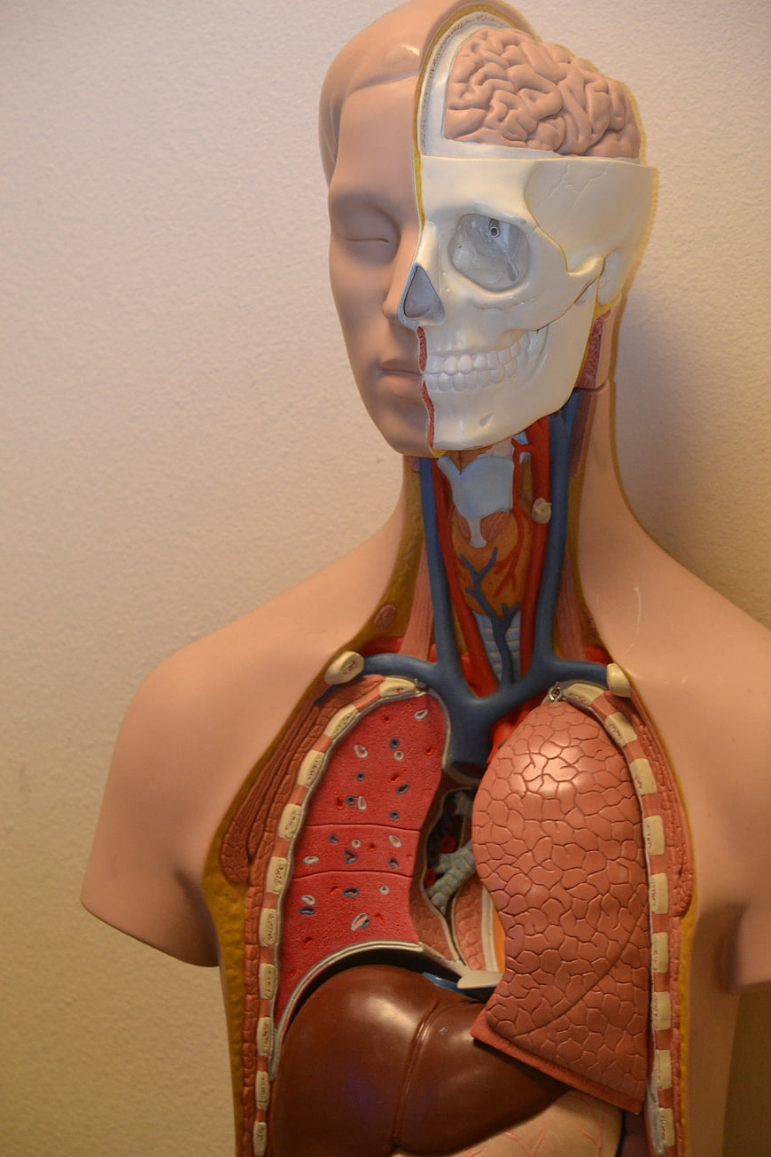 Female Human Anatomy Model Torso with Internal Organs and Skull