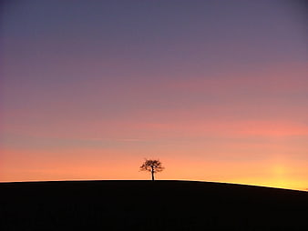 Silhouette of a lone tree on a hill at sunset