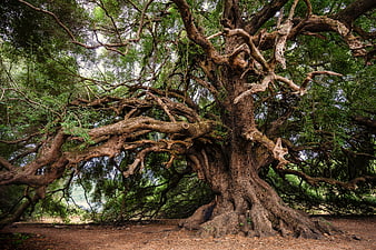 Gnarled Ancient Olive Tree With Intricate Branches In Natural Forest Setting