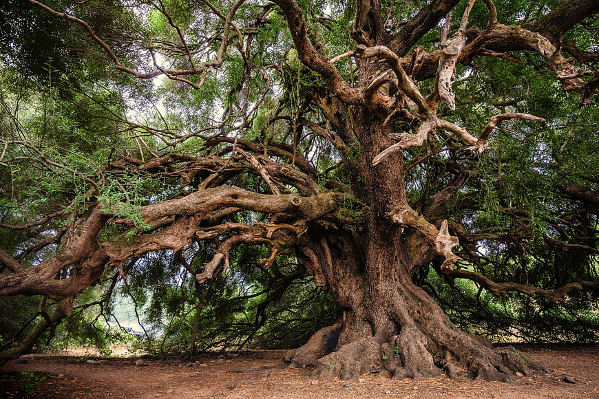 Gnarled Ancient Olive Tree With Intricate Branches In Natural Forest Setting