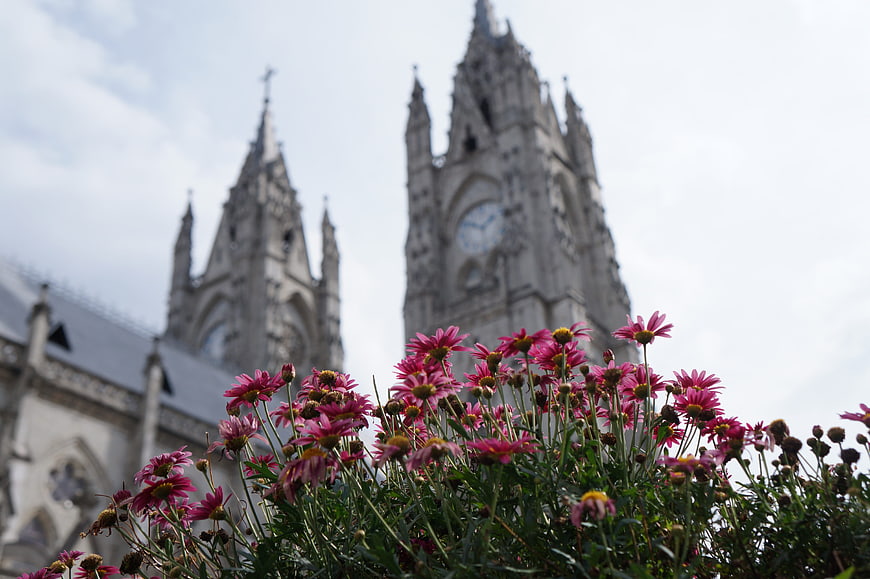 Pink flowers in foreground with blurred Gothic cathedral background