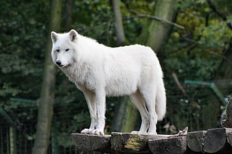 White Arctic Wolf Standing on Wooden Platform in Forest