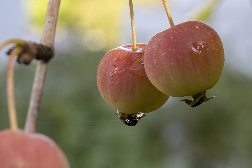 Close-up of two ripe red apples hanging on a tree branch