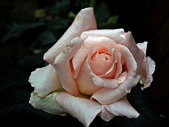 Close-up of a delicate pale pink rose with dark background