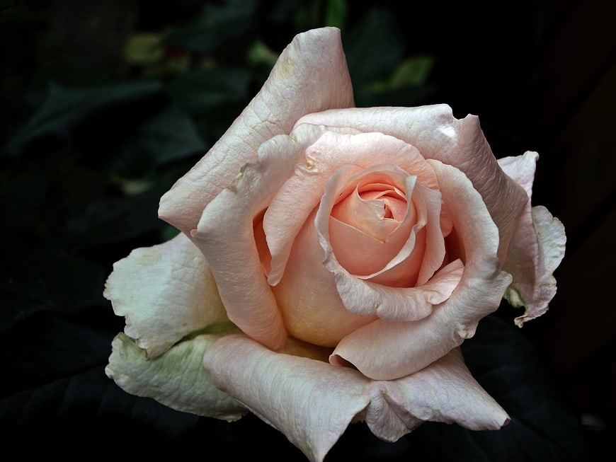 Close-up of a delicate pale pink rose with dark background