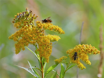 Hoverflies on Goldenrod Flowers in Natural Setting