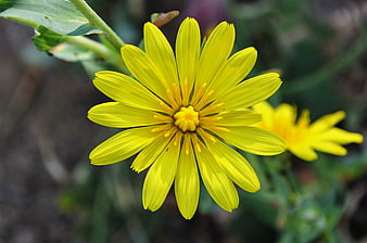 Vibrant yellow wildflower close-up with green leaves and blurred natural background