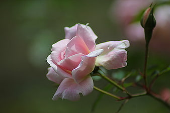 Pink Rose Blossom Close Up With Green Background