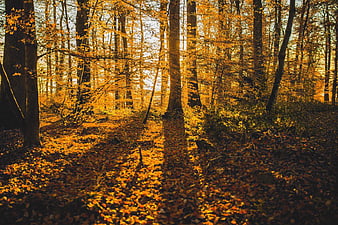 Sunlit Autumn Forest Path with Golden Leaves