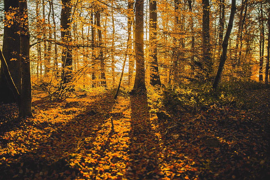 Sunlit Autumn Forest Path with Golden Leaves