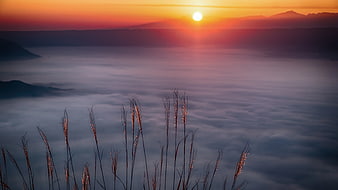 Golden Sunrise Over Sea of Fog with Silhouetted Grasses
