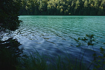 Serene Green Lake Surrounded by Forest and Grass