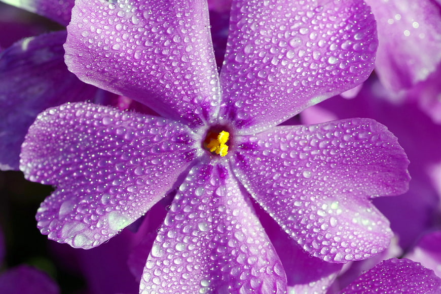 Close-up of purple flower with water droplets