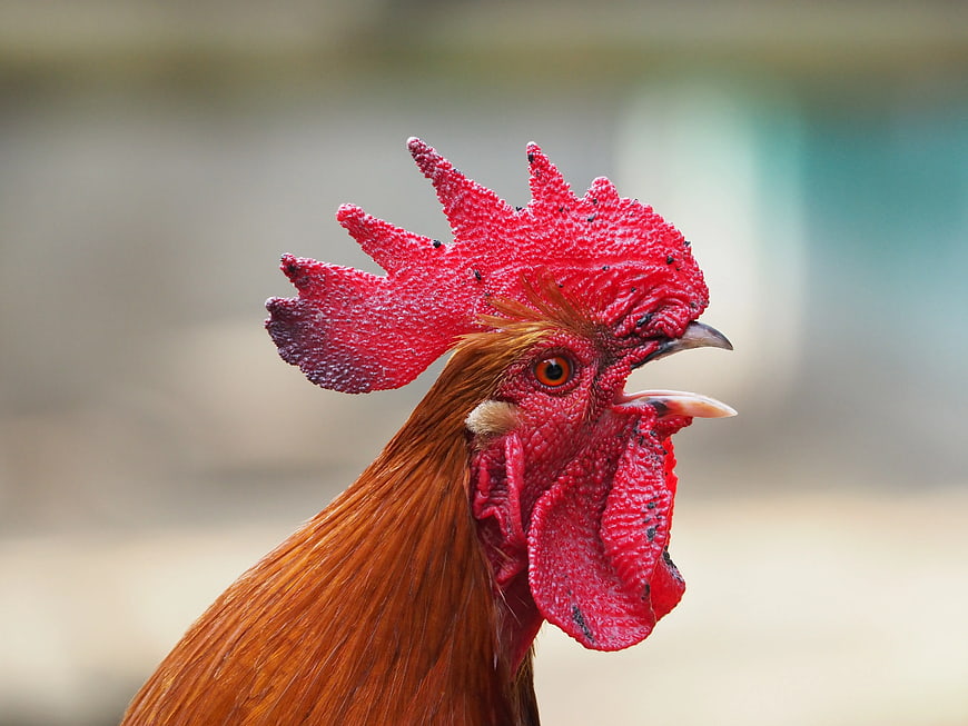 Close-up portrait of a red rooster head with open beak