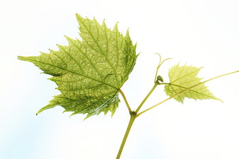 Backlit Grapevine Leaves With Tendrils On White Background