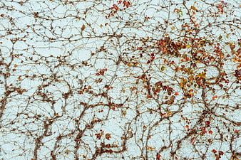 Autumn Vines on White Wall Texture Background