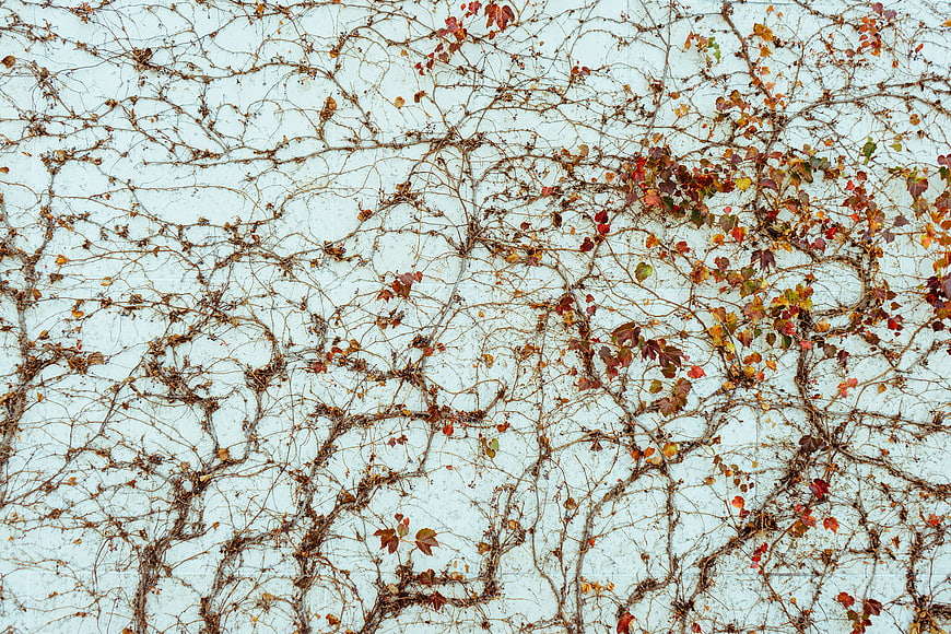 Autumn Vines on White Wall Texture Background