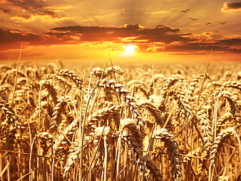 Golden Wheat Field at Sunset with Birds Flying