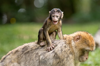 Baby Capuchin Monkey Sitting on Adult Macaque Back