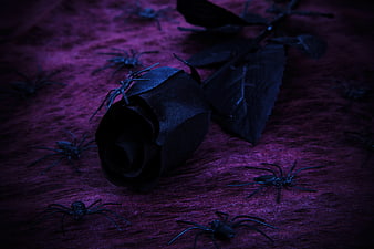 Black Rose and Spiders on Purple Velvet Halloween Background