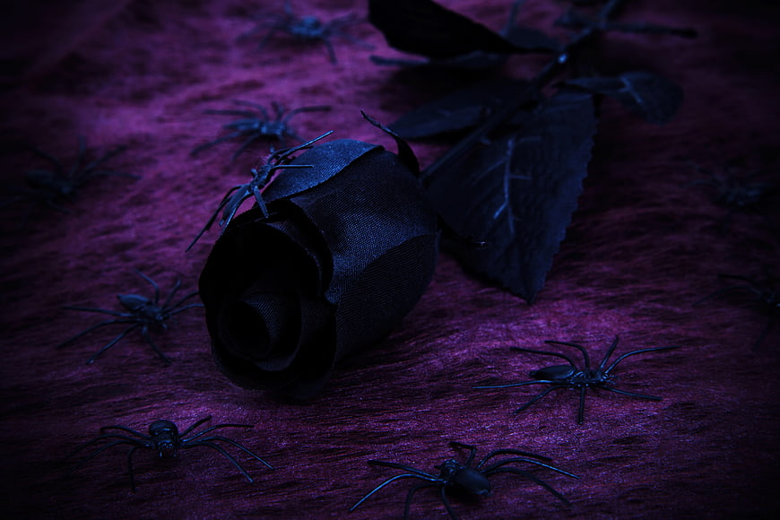Black Rose and Spiders on Purple Velvet Halloween Background
