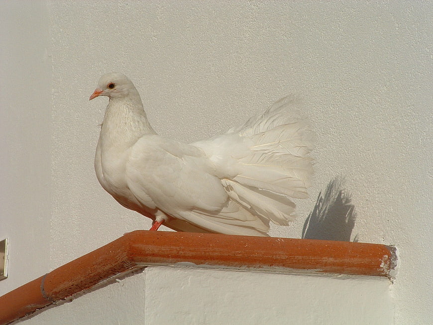 White Dove Perched on Orange Railing Against White Wall