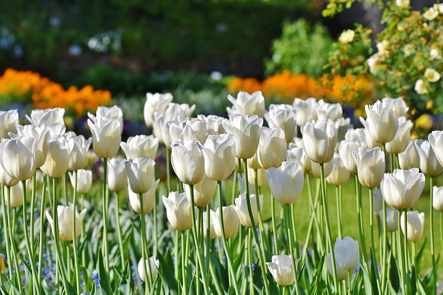 White tulips blooming in a sunny spring garden
